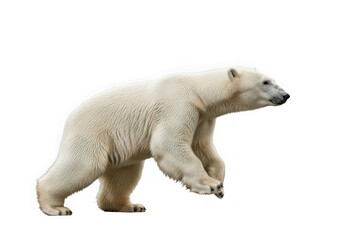 Fototapeta premium Powerful polar bear mid-stride on transparency, perfect for graphic design projects needing a PNG cut-out