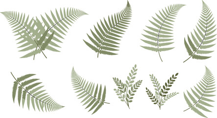 Detailed collection of soft green fern fronds and botanical leaf clusters featuring delicate shaded fronds and forest foliage vector elements for nature themed patterns organic branding  © Sumona