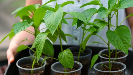 Close-up shot of pepper plant seedlings in containers in woman hands