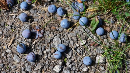 Overripe blue plums fallen and scattered on a stony ground.