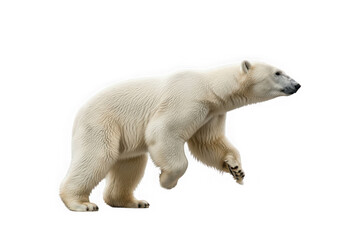Fototapeta premium A polar bear in motion, captured as a PNG cut-out with transparency for easy integration