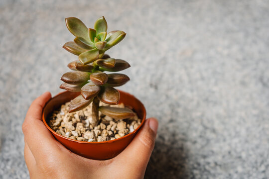 Close-up image of the succulent plant Graptosedum Bronze