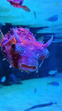 Spotted porcupinefish pufferfish looking at camera underwater. Close-up of a purple and pink spotted porcupinefish swimming in a blue aquarium tank.