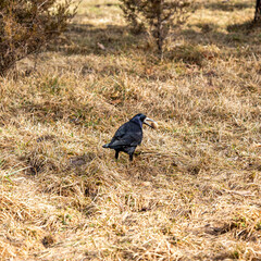 Fototapeta premium Black rook (Corvus frugilegus) holding a walnut in its beak on dry grass background. Intelligent wild bird rook found a nut in the park.