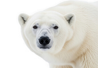 Intense gaze from a polar bear's face, close-up on a transparent PNG, isolated for design use