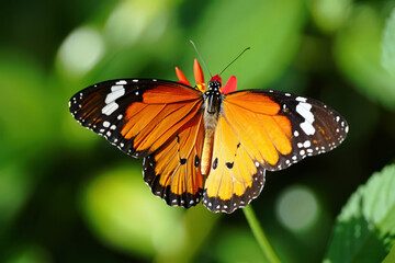 Obraz premium Close-Up of a Monarch Butterfly Perched on a Red Flower, Displaying Its Intricate Wing Patterns and Vibrant Colors Against a Soft Green Foliage Background