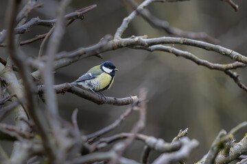 Mésange charbonnière sur une branche © Laurent