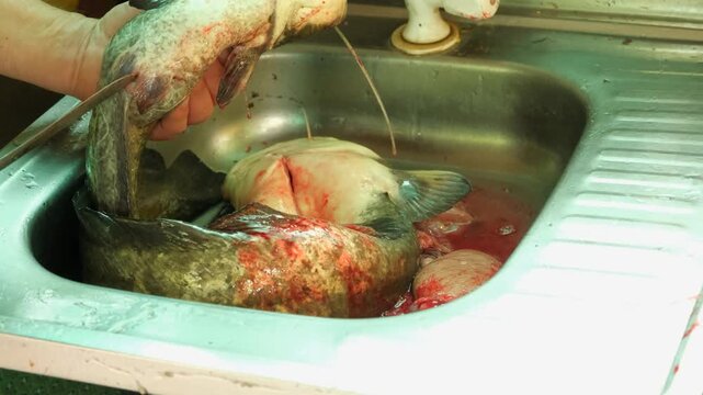 Close up of cleaning and gutting fresh catfish in a kitchen sink.