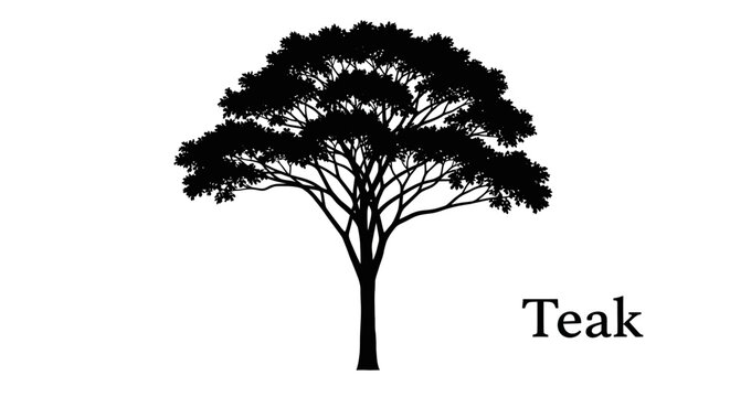 Teak tree silhouette on white background with natural foliage and sturdy trunk