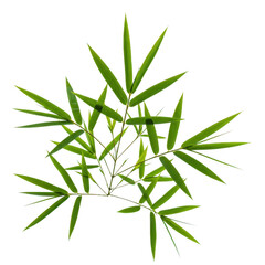 Obraz premium Vibrant green bamboo leaves sprig isolated on transparent background