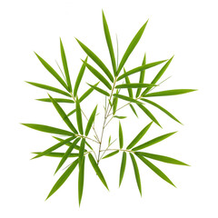 Fototapeta premium Vibrant green bamboo sprig isolated on transparent background