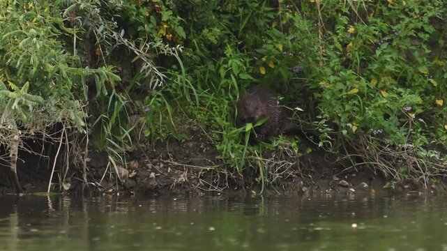 Cute beaver (eurasian beaver) munching on the water's edge at dusk