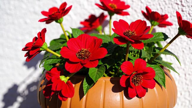 Closeup of vibrant red geraniums in a textured terracotta pot, with sunlight creating a sharp plant shadow on a whitewashed wall, and flower heads gently