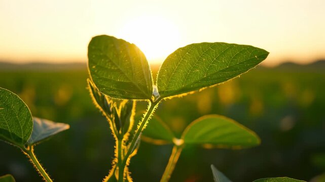 Close-up of soybean sprout backlit by golden sunset in agricultural field, concept for organic farming presentation, sustainable agriculture marketing and food production industry