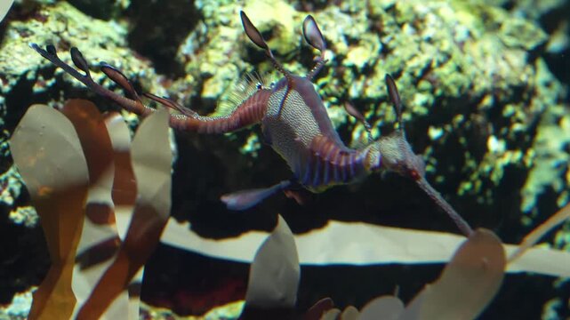 Close-Up of Leafy Seadragon Swimming in Aquarium Tank in 4K