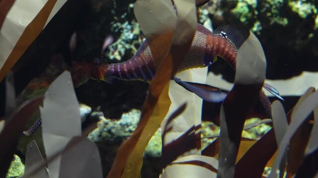 Leafy Seadragon Swimming Among Kelp in Aquarium Tank, Static Shot, 4K