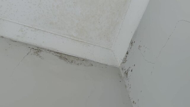 Common indoor condition issues in Malta: mold damage affecting interior walls and ceilings, caused by high humidity typical of Mediterranean countries.

