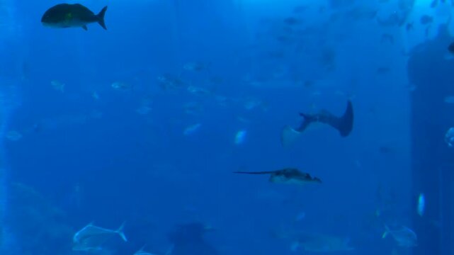 Rays and Tropical Fish Swimming in Aquarium in Batam Indonesia 4K