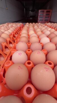 Vertical tracking shot of rows of brown chicken eggs stamped with production codes in orange transport trays
