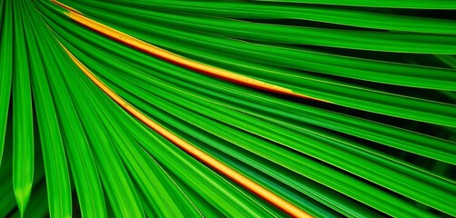 Obraz premium Close-up of vibrant green Chinese fan palm leaves, showcasing texture and detail, closeup, houseplant