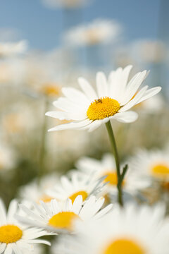 Beautiful daisy field under a clear blue sky in summer sunshine