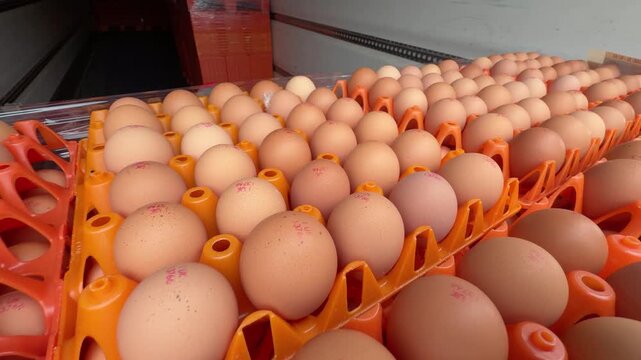 Close up tracking shot of fresh brown chicken eggs with red production stamps in orange industrial transport trays