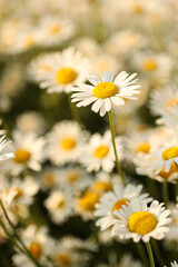 Obraz premium Close up of chamomile flowers in a summer meadow with sun fnd soft focus