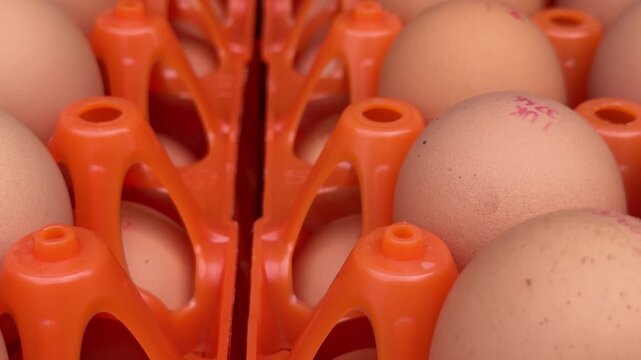 Extreme close up tracking shot of brown chicken eggs with red production stamps in orange industrial trays