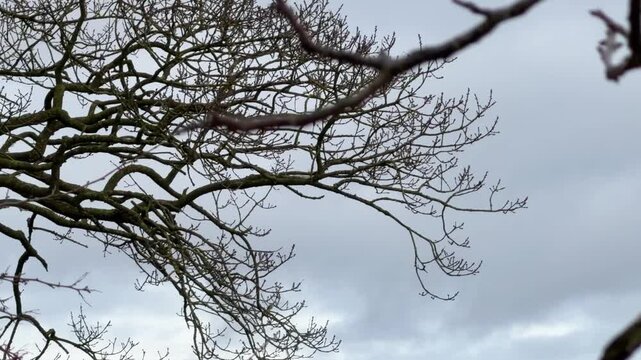 Small white and red private airplane flying through a cloudy grey sky viewed through bare winter tree branches
