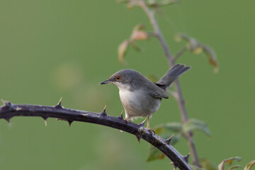 Fototapeta premium Female Sardinian Warbler (Curruca melanocephala) perched on a thorny bramble branch.