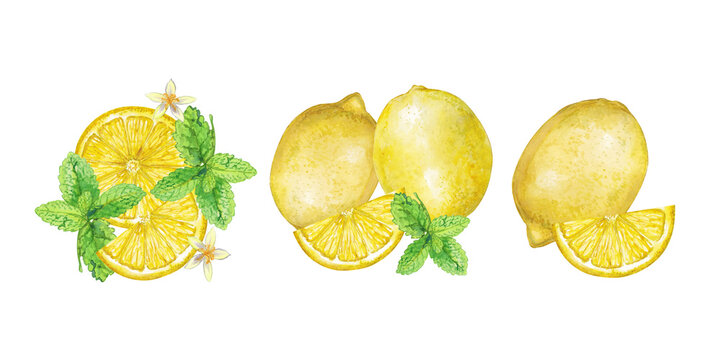 Watercolor collection of fresh lemons with slices, leaves and mint isolated on white background. Bright citrus set perfect for summer design, packaging, menus, healthy food concepts and botanical illu