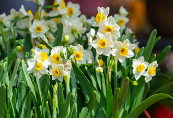 Fototapeta premium daffodils or narcissus blooming for chinese new year