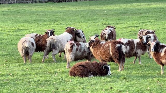 Wide static shot of a flock of multi-colored Jacob sheep with horns standing and resting in a sunlit green pasture