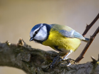 Fototapeta premium Blaumeise schaut neugierig