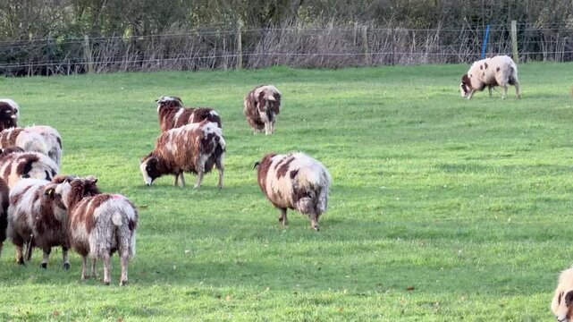 Static wide shot of a flock of multi-colored Jacob sheep with horns grazing and walking in a green sunlit pasture