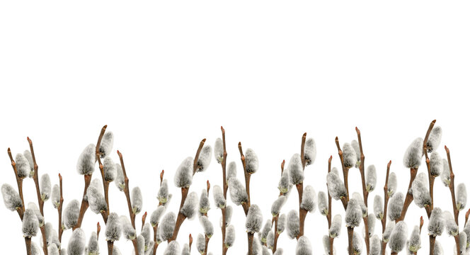 Spring border made of pussy willow branches isolated on white background. Natural Easter frame with soft branches, symbol of renewal and seasonal awakening.