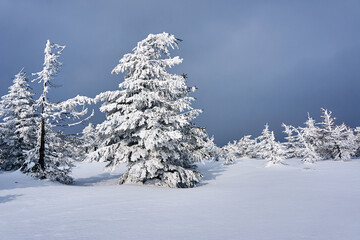 Fototapeta premium Snow-covered spruces in winter in the Jizera Mountains