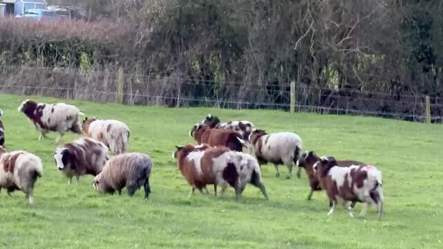 Tracking shot of a flock of multi colored Jacob sheep trotting across a green pasture on a rural farm