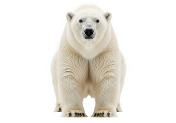 Fototapeta premium Full body portrait of a large, powerful polar bear, standing majestically, isolated on a transparent background.