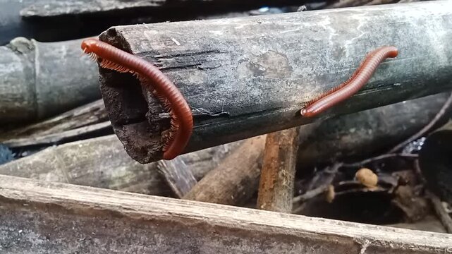 Video footage of a millipede animal walking on bamboo wood.