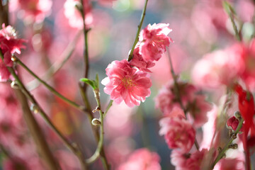 Fototapeta premium Close up of Pink Peach Blossoms in CNY.