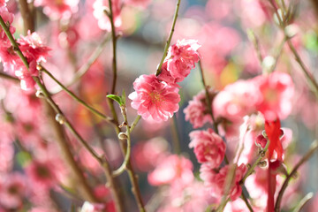 Obraz premium Close up of Pink Peach Blossoms in CNY.
