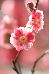 Fototapeta premium Close up of Pink Peach Blossoms in CNY.