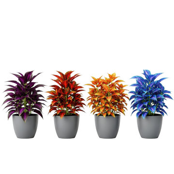 Four potted plants with colorful leaves arranged in a row on a white background.