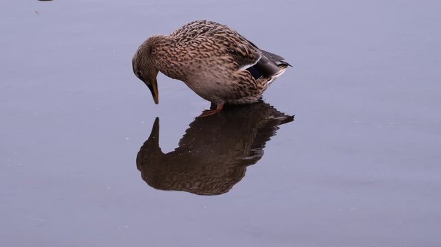 Beautiful male mallard duck preening and drinking water at Yamanaka Lake  , Japan 
