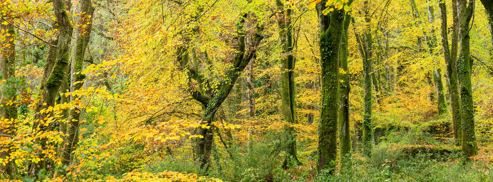 autumn woodland at Idless cornwall uk 