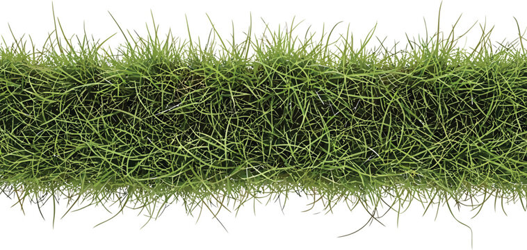 Green Grass Border Isolated on White Background