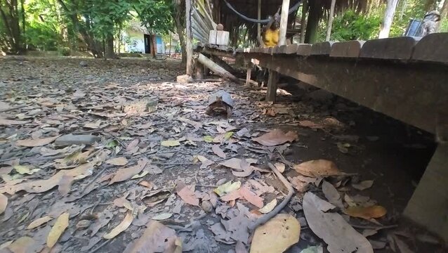 Jabuti tentando morder