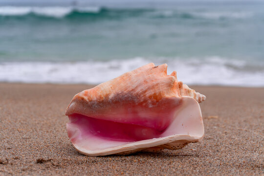 Large Queen Conch Shell on Pristine Tropical White Sand Beach with Ocean Horizon