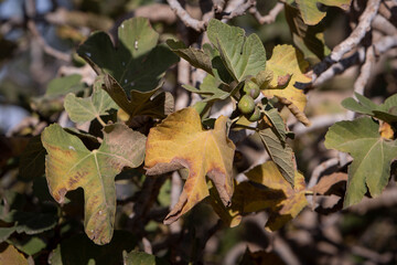 A sunny photo of a fig tree branch with a small fruit and a yellowed leaf. The theme of agriculture, water scarcity, and plant diseases
